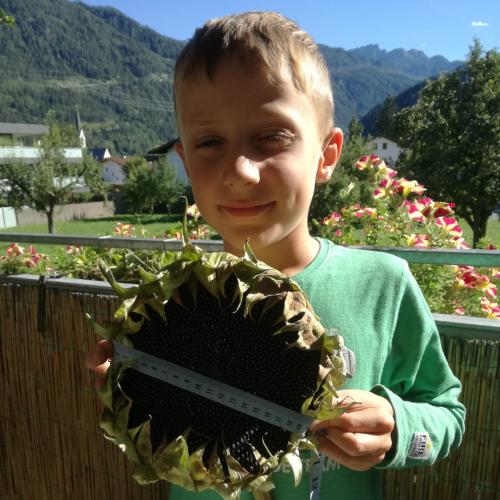 Sonnenblume-1
