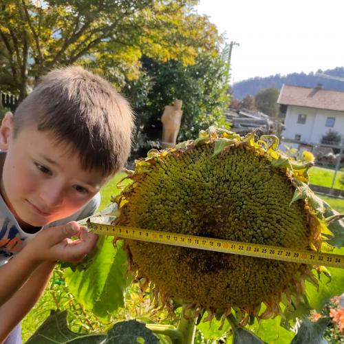 Sonnenblume-4