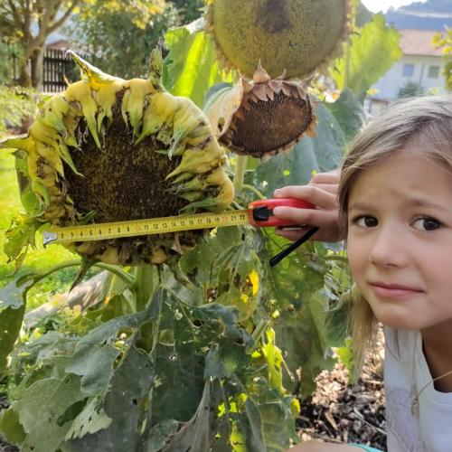 Sonnenblume-3