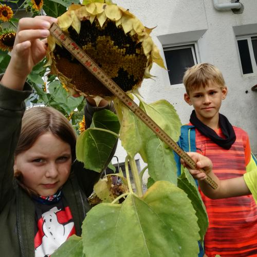 Sonnenblume-6