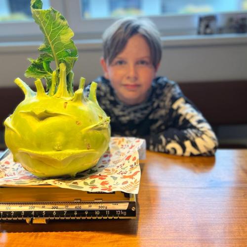 Kohlrabi-11