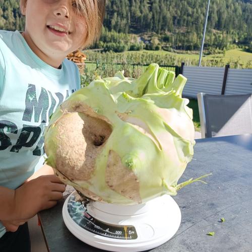 Kohlrabi-12