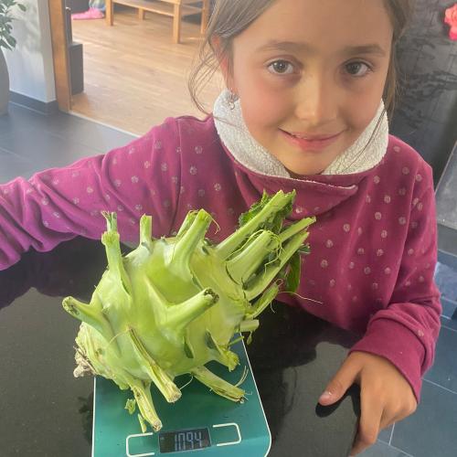 Kohlrabi-26