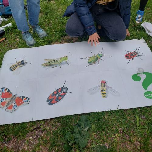 Wildbienen - 03