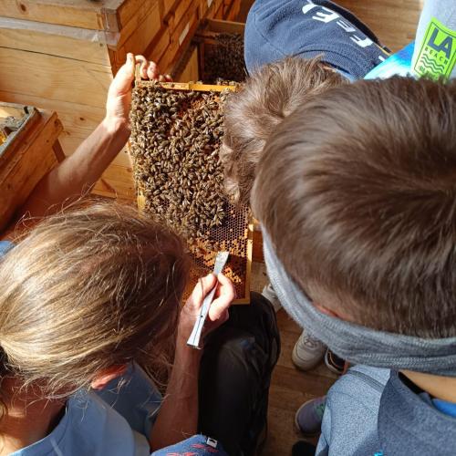 Bienen-09