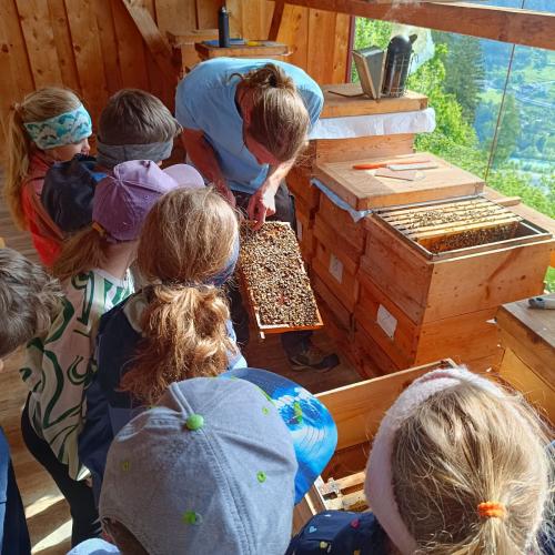 Bienen-03