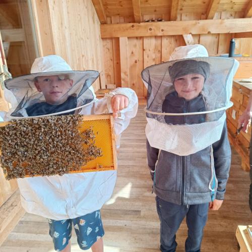Bienen-04