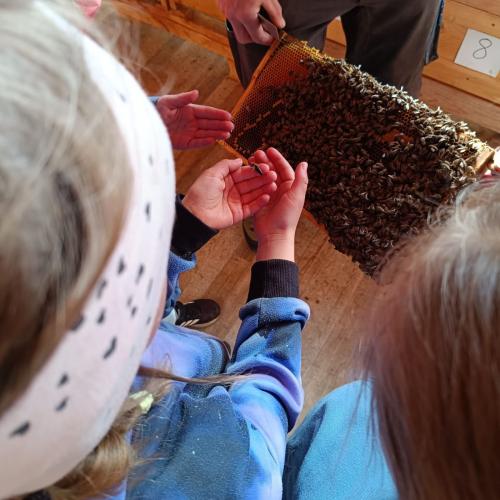Bienen-14