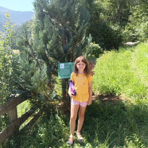 Baumwanderung - 02