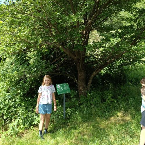 Baumwanderung - 05