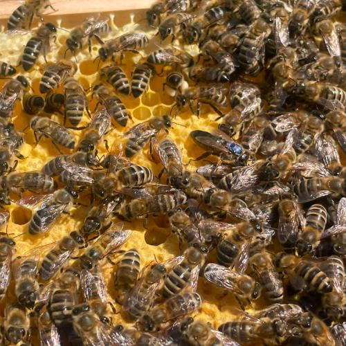 Bienen-06