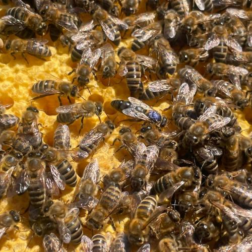 Bienen-07