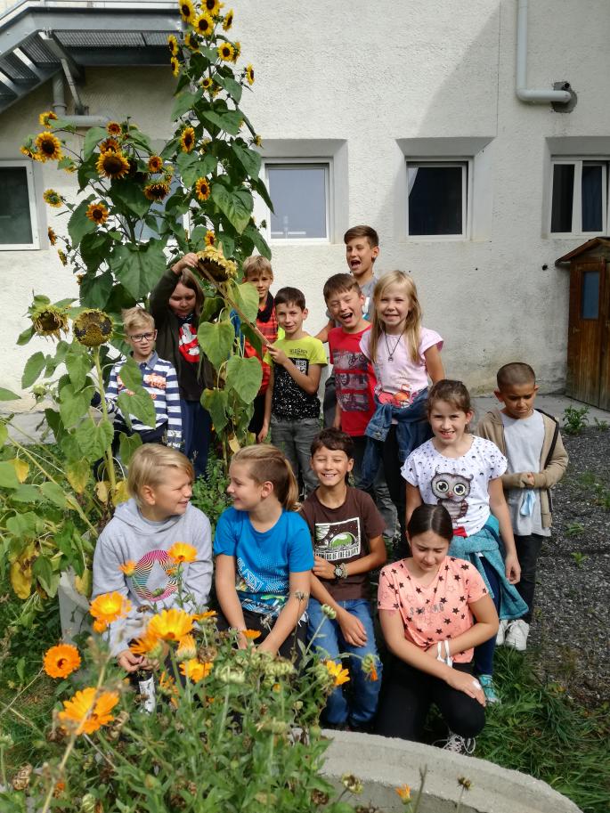 © Elisabeth Birlmaier Sonnenblume-9