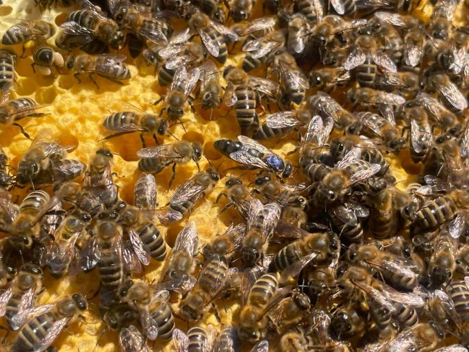 Bildquelle: Dagmar Schaber Bienen-07