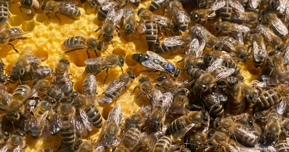 Bienen-07